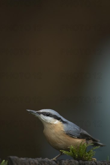 European nuthatch