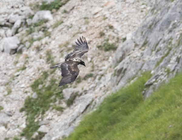 Juvenile bearded vulture