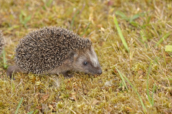 European hedgehog