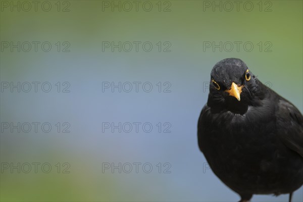 European blackbird