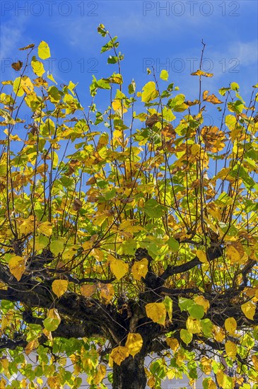 Autumn lime leaves