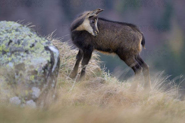 Chamois