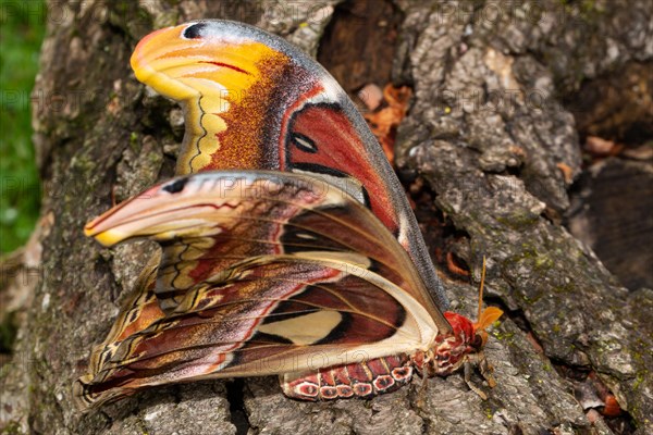 Atlas silkmoth moth with half-opened wings sitting on tree trunk seen on the right