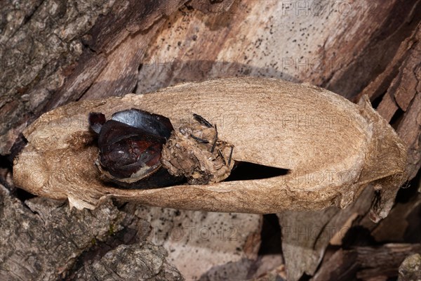 Atlas silk moth pupa case on tree trunk