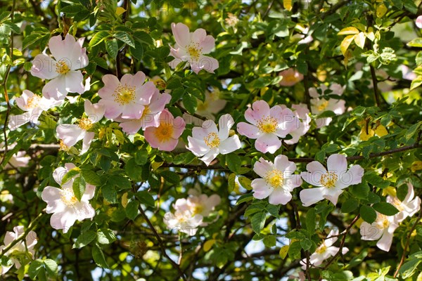 Hedge Rose Branch with Pink Flowers and Green Leaves