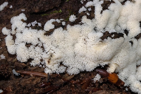 White-yellow net cushion many yellow-white fruiting bodies next to each other on tree trunk