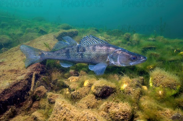 Female specimen Female pike-perch