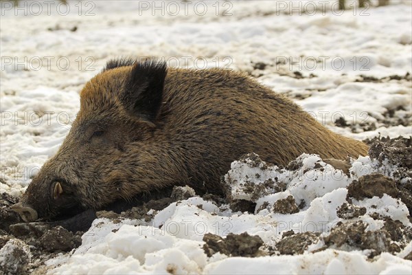 Wild boar