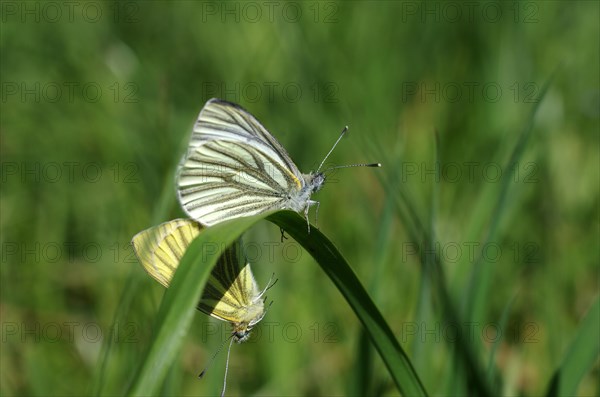 Close-up