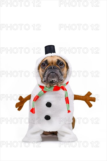 French Bulldog dog dressed up as funny snowman with full body suit costume with striped scarf