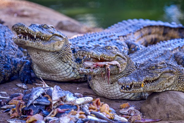 Nile crocodile