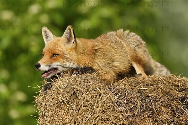 Red fox