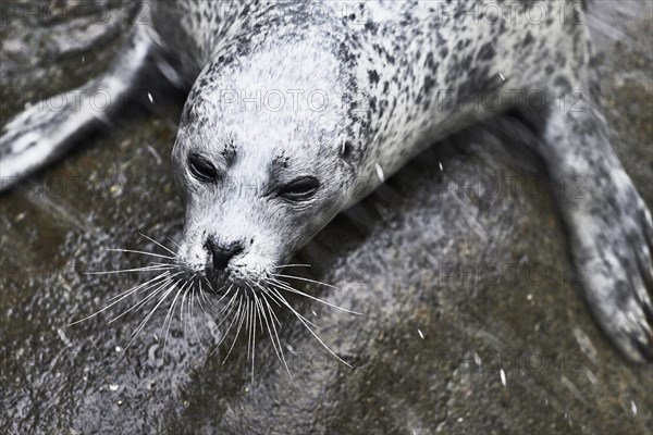 Harbor seal