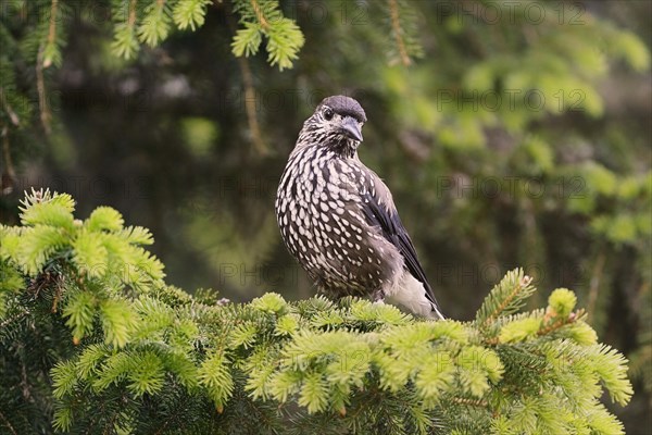 Spotted nutcracker