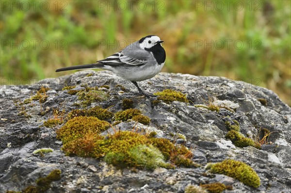 White wagtail