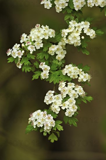Flower of the common hawthorn