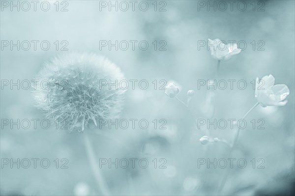 Flowering dandelion