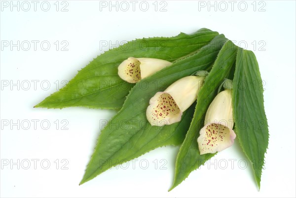 Big-flowered foxglove