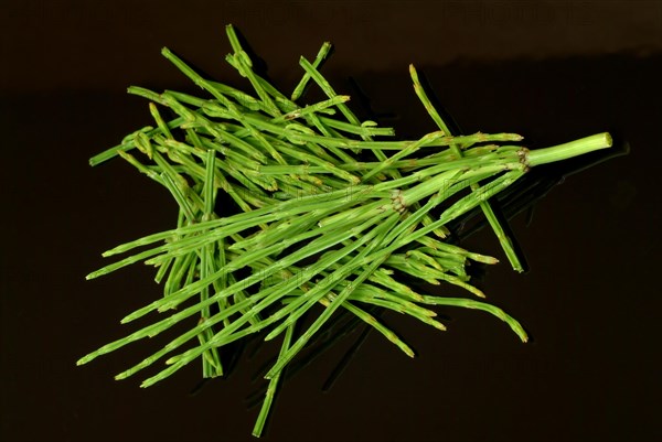 Field horsetail