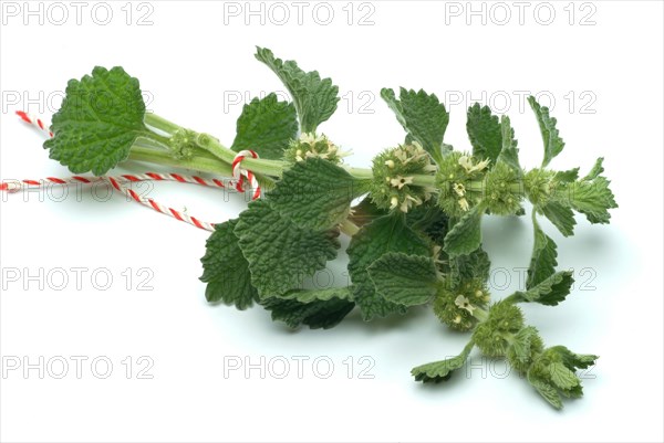 White horehound