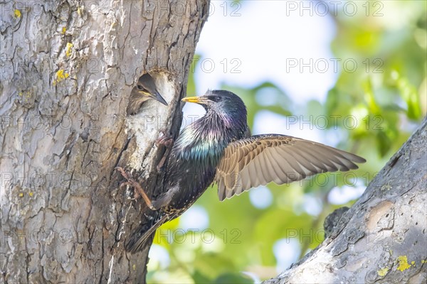 Common starling