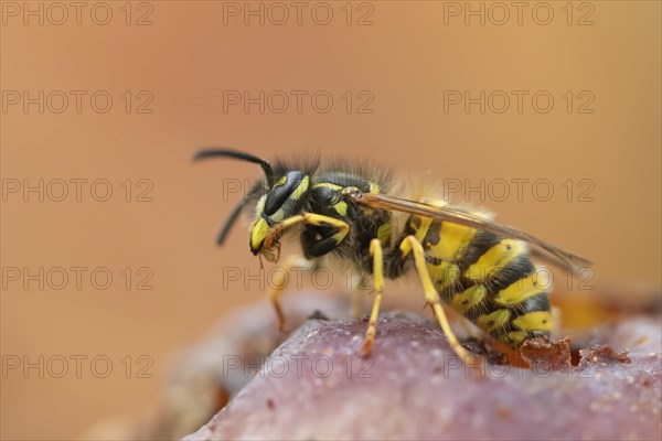 Common wasp