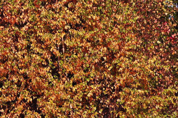 Leaves of birch