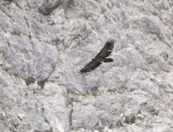 Juvenile bearded vulture