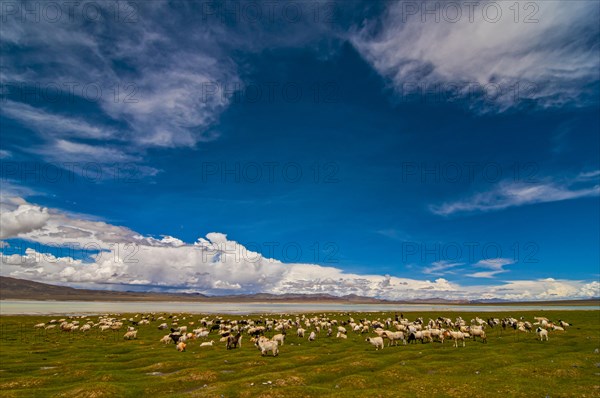 Huge goat herd before a mountain lake along the road from Ali and Gerze