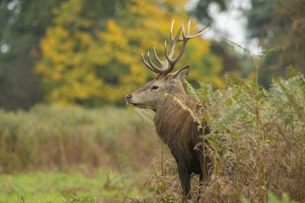 Red deer