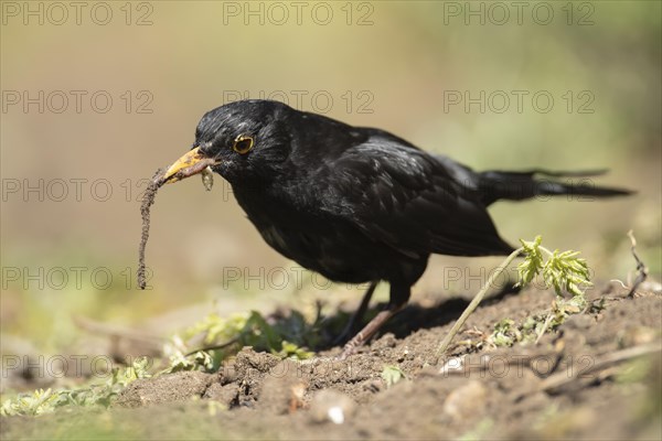 European blackbird