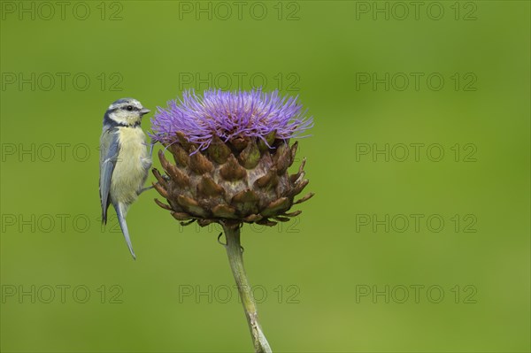 Blue tit