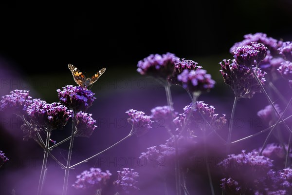 Painted lady