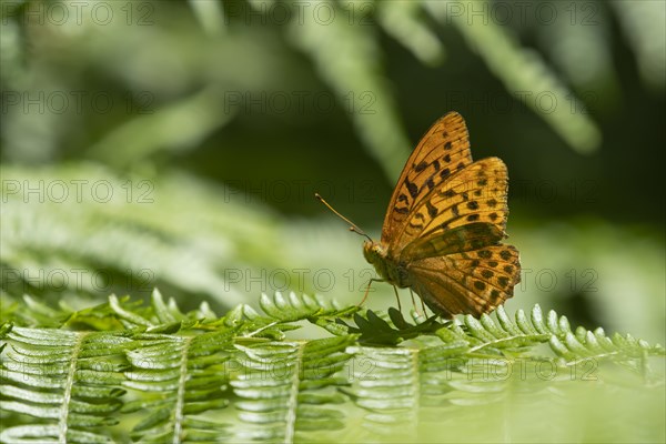 Silver-washed fritillary