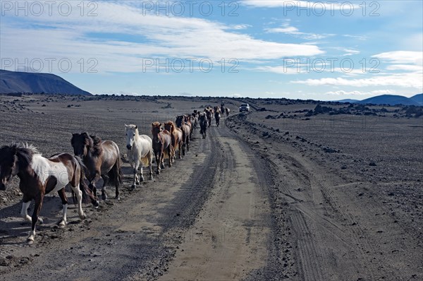 Horses trotting in a row on a dirt track through a vegetationless desert