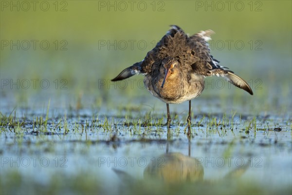 Black-tailed Godwit