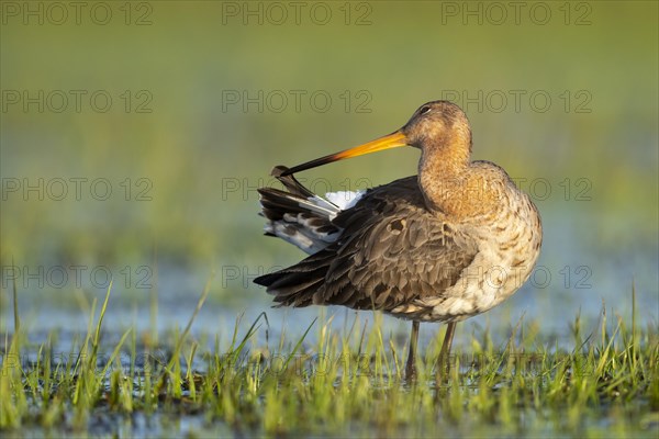 Black-tailed Godwit