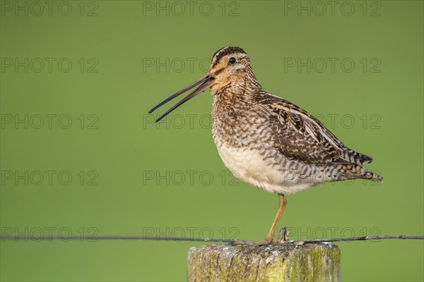 Common Snipe