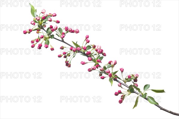 Dwarf cherry-apple