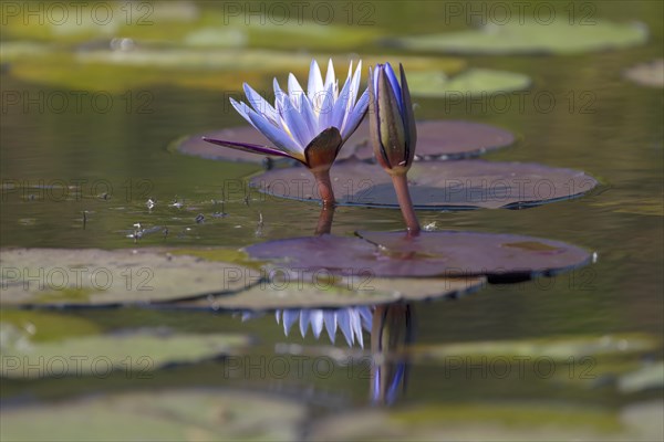 Water lilies