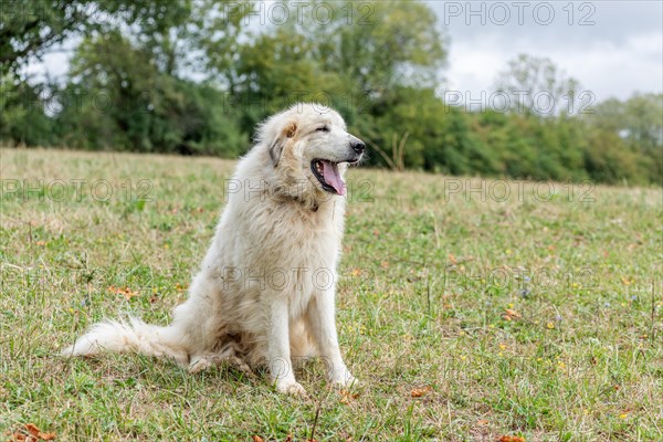 Pyrenean mountain dog