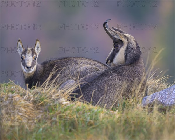 Chamois