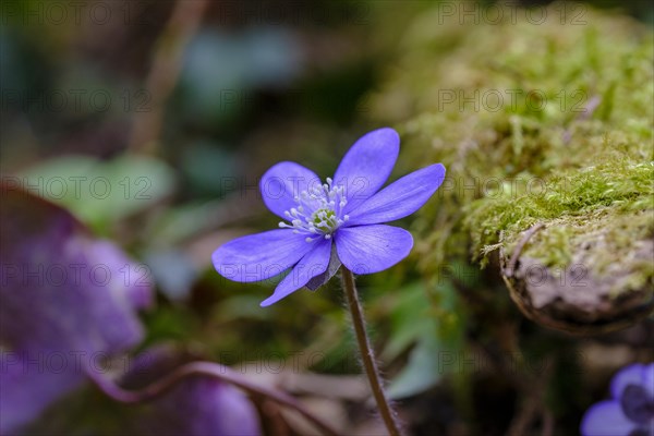 Liverwort