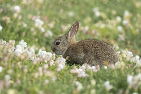 Rabbit