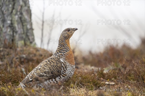 Western capercaillie