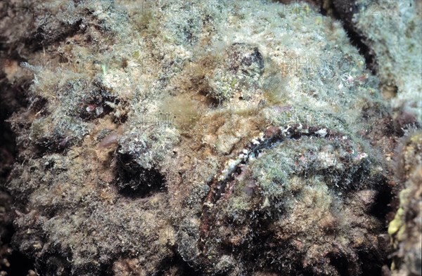 Reef stonefish