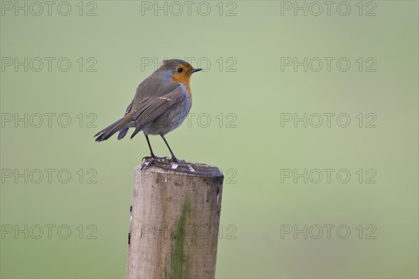 European robin