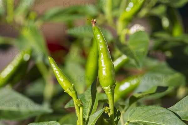 Small green chillies also known as Capsicum annuum