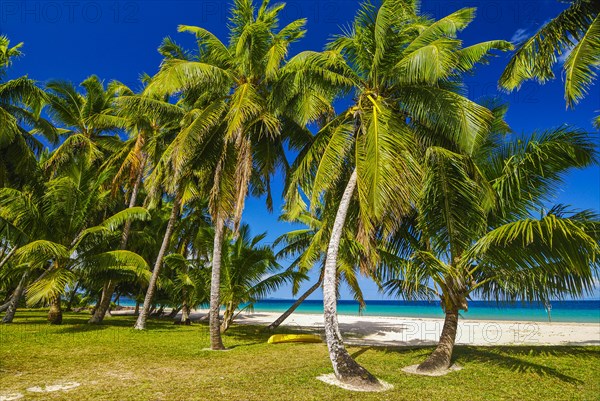 Palm trees on a white sand beach on the Island Ile Sainte-Marie although Nosy Boraha