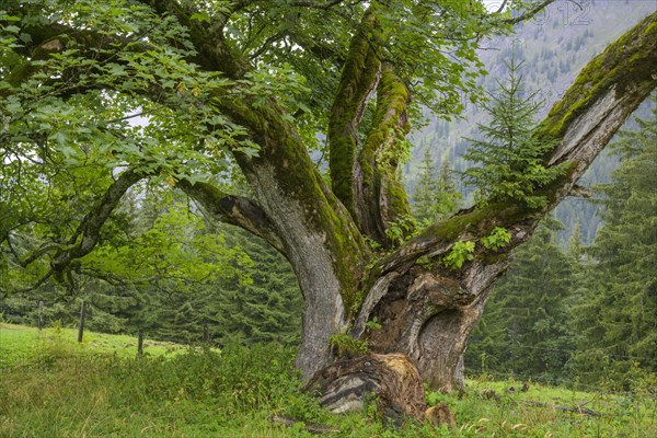 Old maple tree on which a spruce is growing